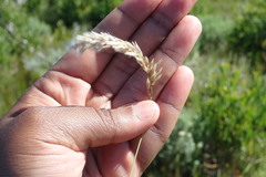 Melica racemosa