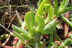 Carpobrotus deliciosus