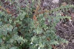 Hyoscyamus albus