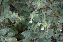 Hyoscyamus albus