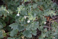 Hyoscyamus albus