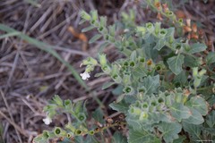Hyoscyamus albus