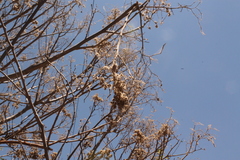 Heliocarpus terebinthinaceus