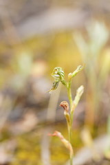 Pterostylis pusilla