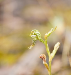 Pterostylis pusilla