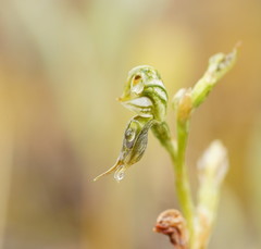 Pterostylis pusilla