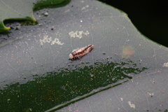 Dasydemellidae