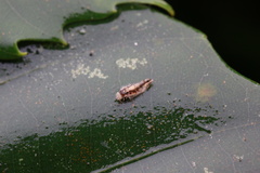 Dasydemellidae