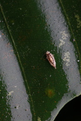 Dasydemellidae