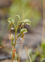 Pterostylis pusilla