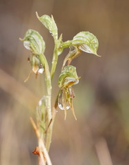 Pterostylis pusilla