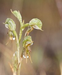 Pterostylis pusilla