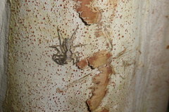 Phaeacius malayensis