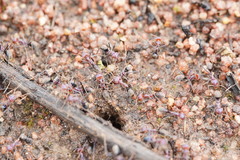 Iridomyrmex purpureus