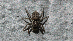 Menemerus semilimbatus