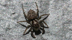 Menemerus semilimbatus