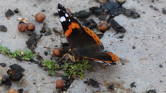 Vanessa atalanta