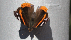 Vanessa atalanta