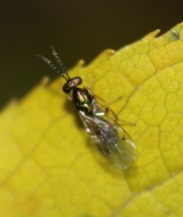 Miscogastrinae
