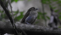 Cyornis pelingensis