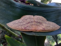 Cyclophora gigantula