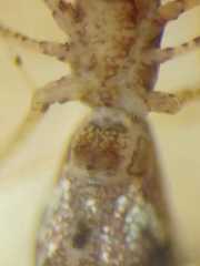 Argyrodes fissifrons