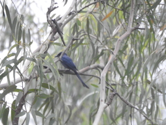 Dicrurus leucophaeus