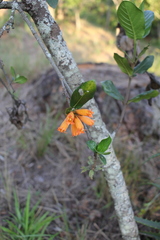 Burchellia