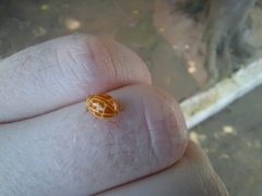 Neocalvia anastomozans