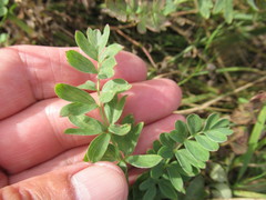 Sibbaldianthe orientalis