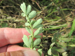 Sibbaldianthe orientalis