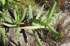 Carpobrotus deliciosus
