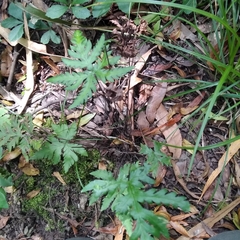 Doryopteris concolor