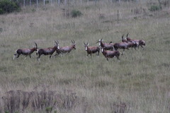 Damaliscus pygargus phillipsi
