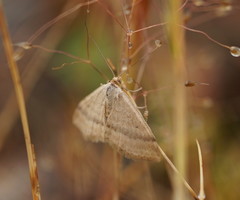 Scopula lydia