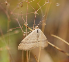 Scopula lydia