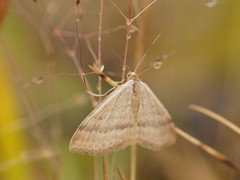 Scopula lydia