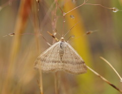Scopula lydia