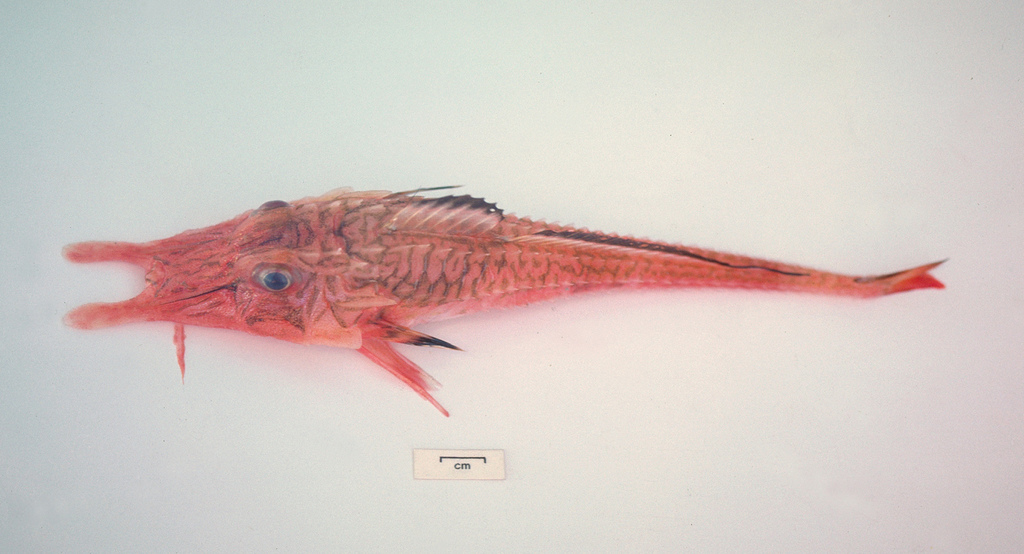 Armoured Gurnard