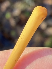 Macrotyphula fistulosa