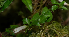 Tripterospermum luzonense