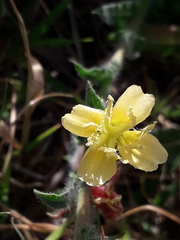 Oenothera parodiana