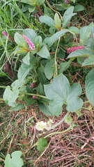 Phytolacca bogotensis
