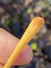 Macrotyphula fistulosa