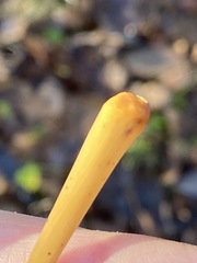 Macrotyphula fistulosa