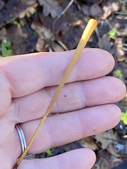 Macrotyphula fistulosa