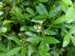 Zanthoxylum asiaticum