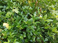 Zanthoxylum asiaticum