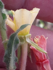 Oenothera parodiana