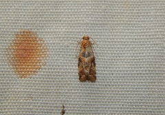 Lobesia vanillana